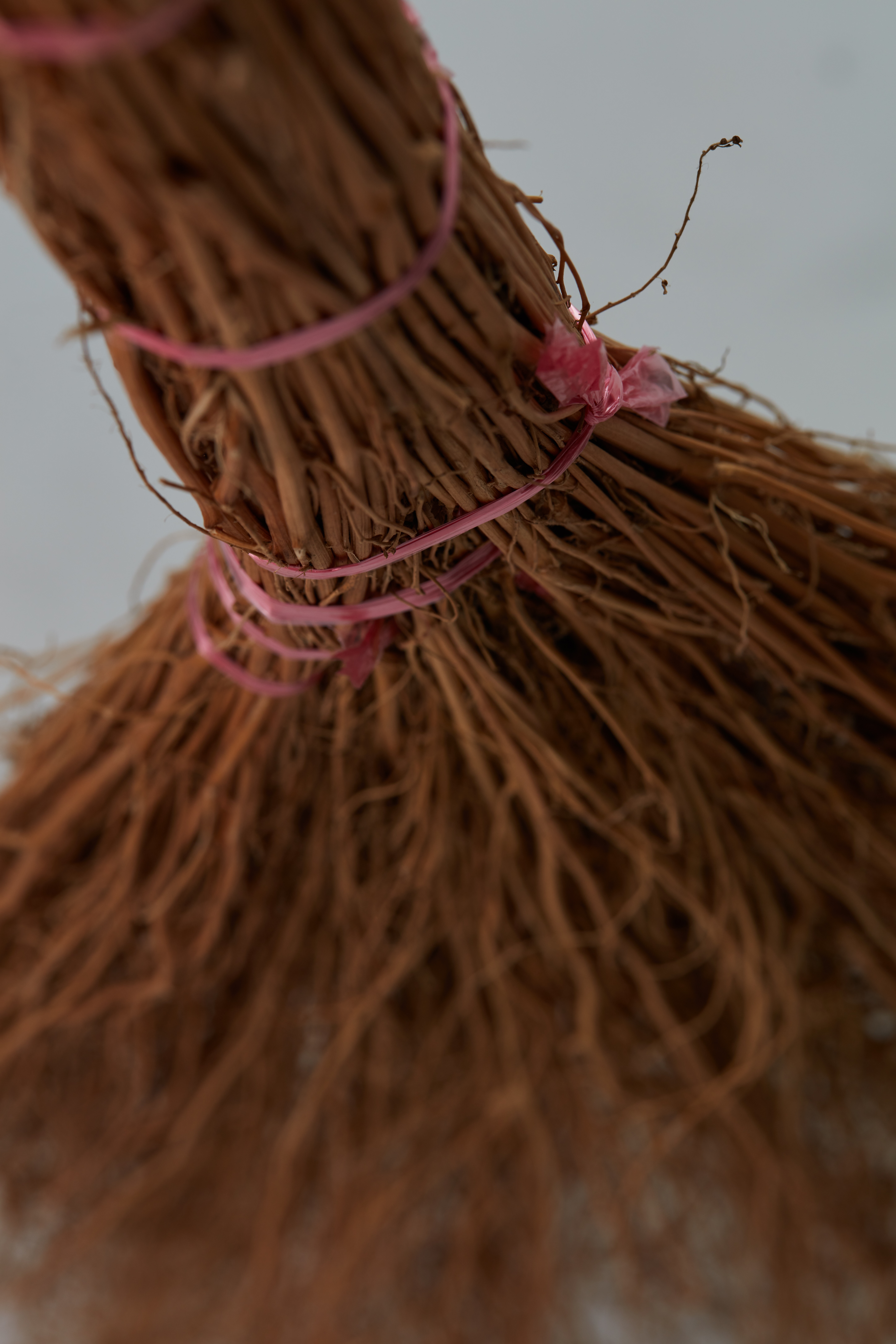 地膚草掃帚展示